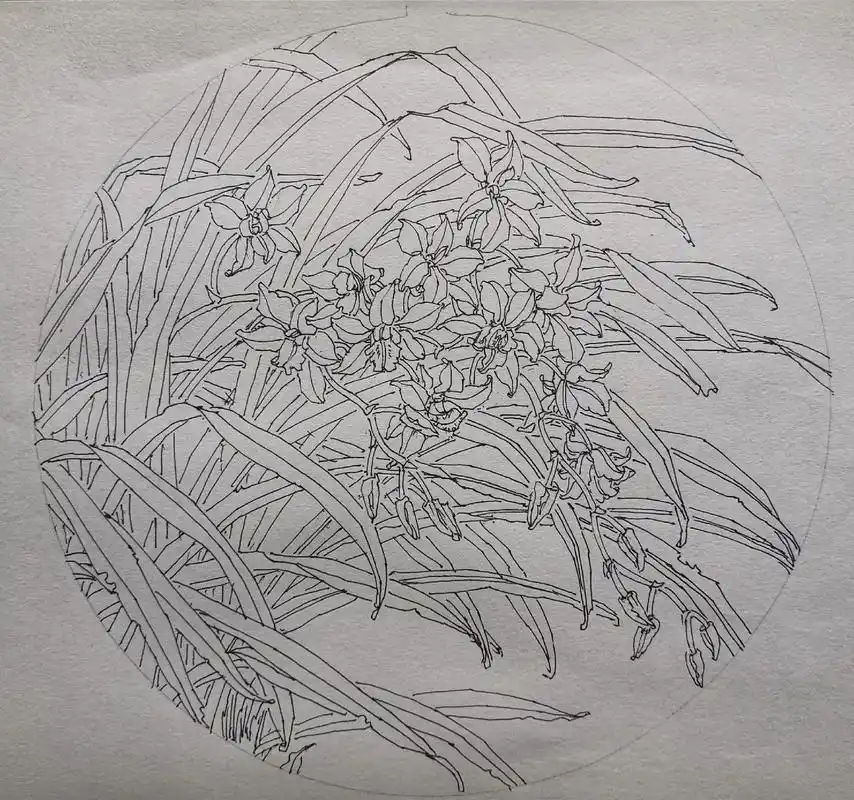 近期兰花写生 #原创作品 #兰花 #线描写生  - 抖音