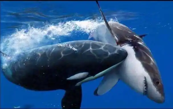 虎鲸和大白鲨都是深海中的顶级掠食者,它们的战力都非常强大.