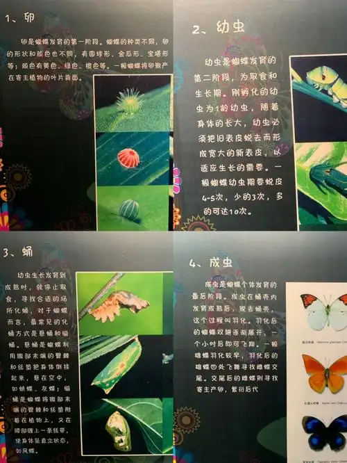 蝴蝶成长过程
