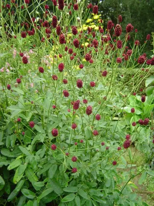 地榆图片 地榆野菜图片