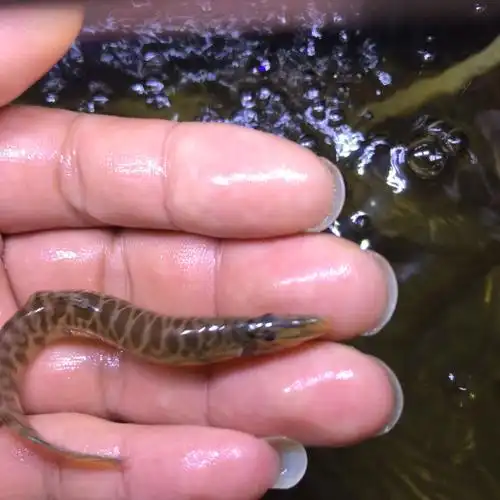 原生美丽沙鳅观赏野生小型底层鱼 吸泥尘 清洗沙石清理垃圾 中华沙鳅5