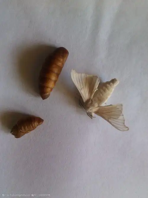 关键词:破茧成蛾 蚕蛹 破茧 蚕蛾 完全变态昆虫 蚕 昆虫 生物世界