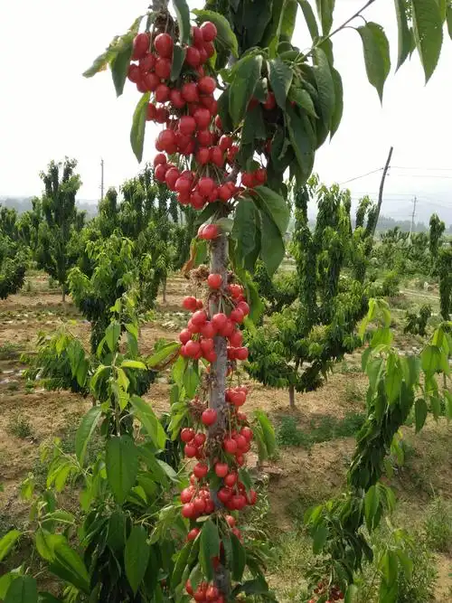 我刚发布了新供应[乌克兰樱桃 10-15mm 8-12g],想要货的可以找我咨询!