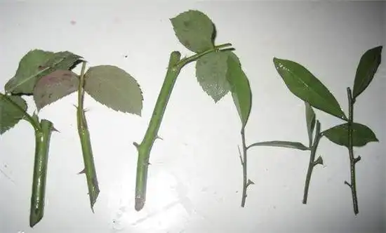 月季花的扦插方法与具体步骤