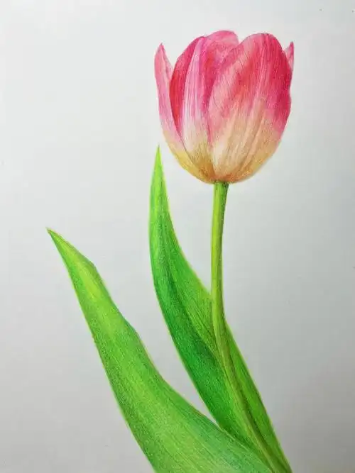 粉色郁金香彩铅画