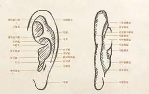 女人背部痣相图解