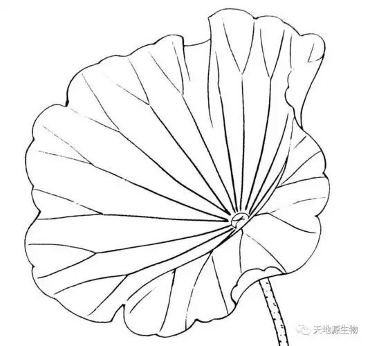 天地源生物荷叶提取物清香悠远享瘦一下