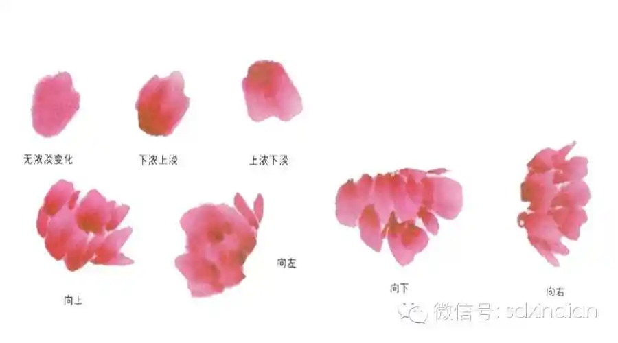 3牡丹花瓣的用笔和用色