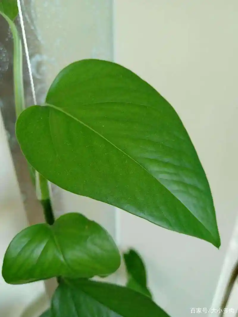 绿萝叶子发黄发黑干枯怎么办?注意这几点,生长快叶片繁茂更油亮