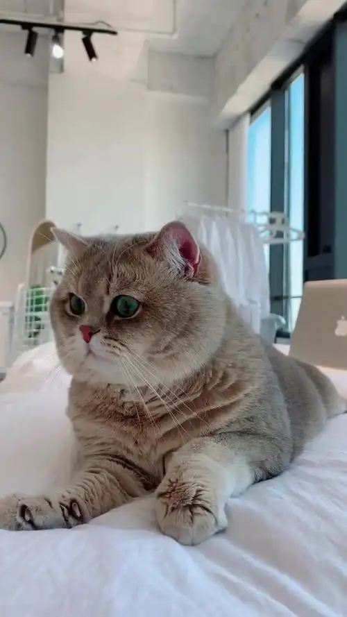 这样的颜值的蓝金渐层是你的梦中情猫吗?