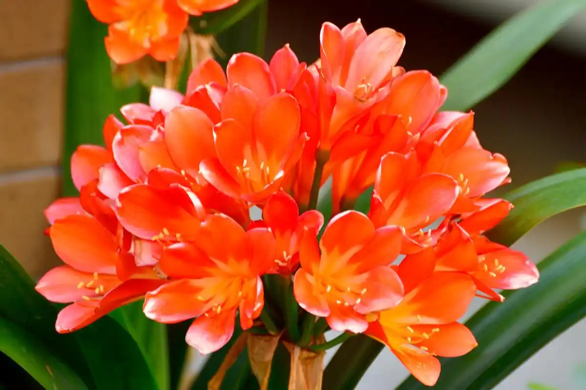 君子兰花语和寓意非常丰富,是一种高雅,品质卓越的花卉.