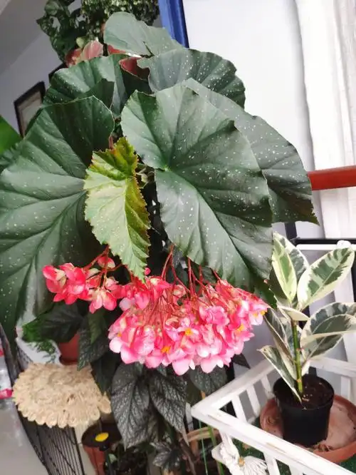 超好养的竹节秋海棠