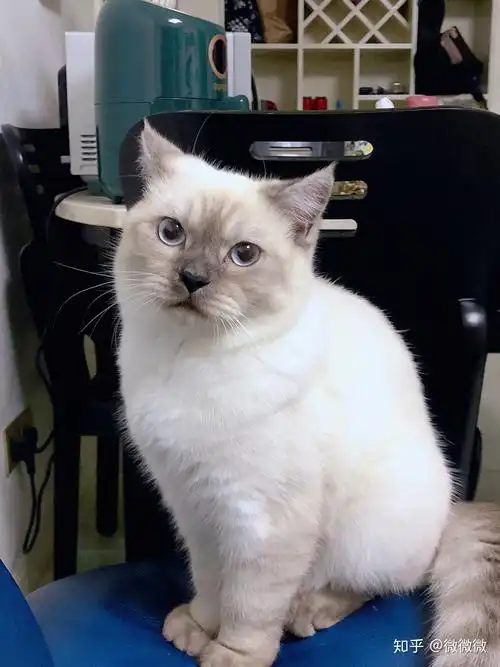 养一只重点色英短是什么感受