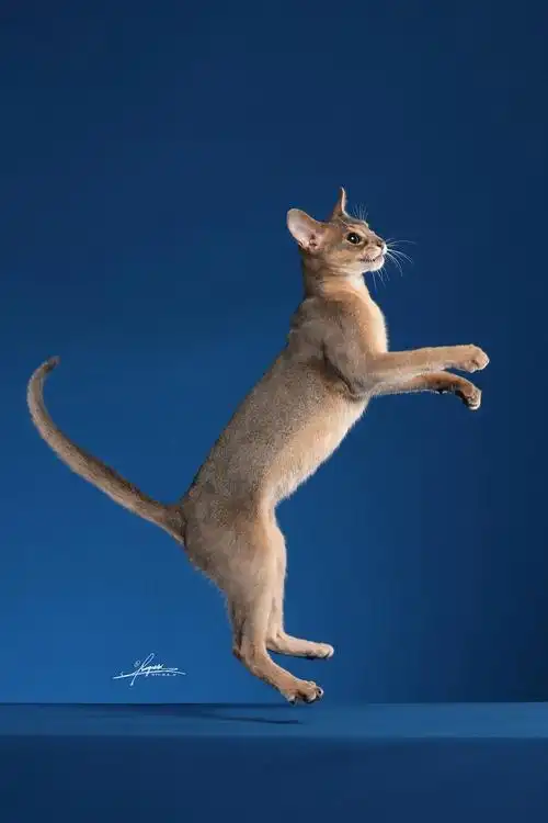 阿比西尼亚猫