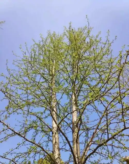 银杏树都发芽了春天来了