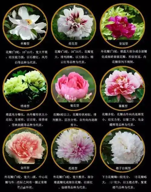 中国十大名花传统的才是最经典的