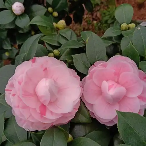 十八学士茶花盆栽树苗白底多色名贵品种山茶花时令草本花卉