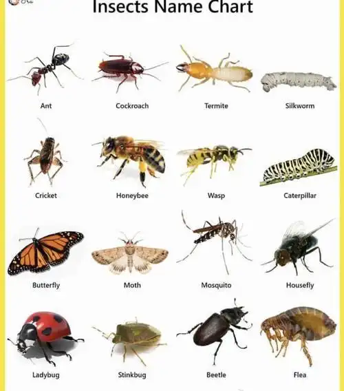 世界上所有的昆虫图片大全(100种昆虫图片大全和名称)