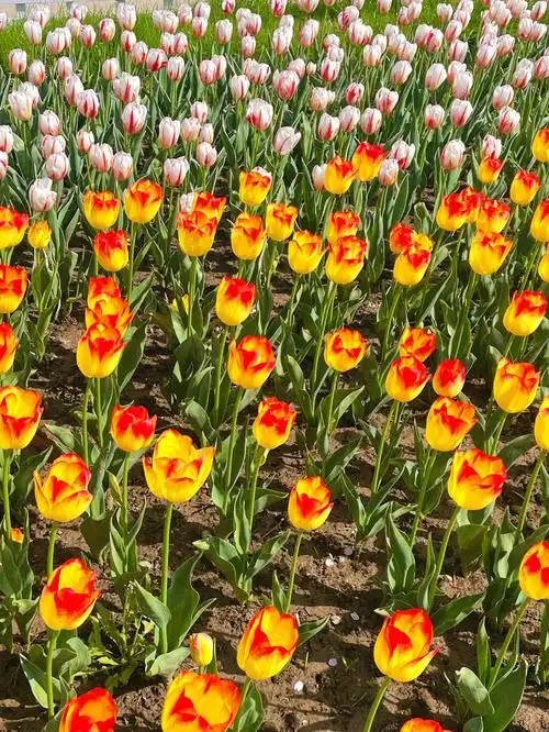 郁金香拍照  #花期已至