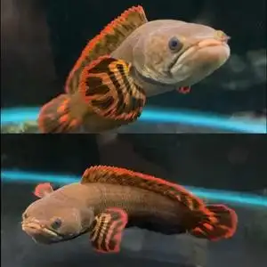 七彩巧克力雷龙鱼