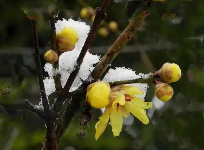 冬天的诗情画意(025雪花梅花)