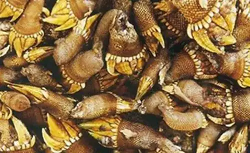 俗名:佛手贝,石蜐,狗爪螺,龟脚,鸡冠贝,鸡足,鸡脚,观音掌.