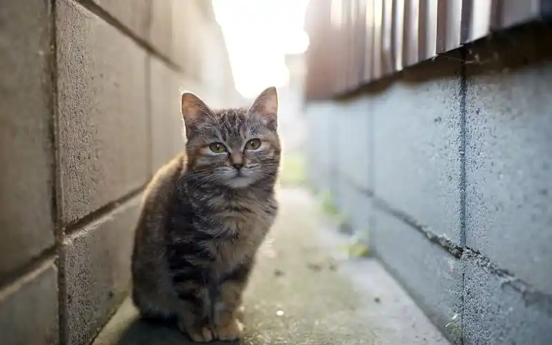 胡同里的小猫 iphone 壁纸