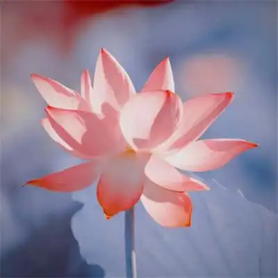 超火的荷花头像72张 中年老年人专用清心荷花精美图片头像