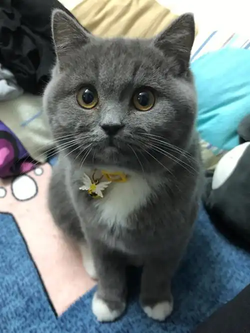 这么可爱的白手套长大真的会变油腻吗