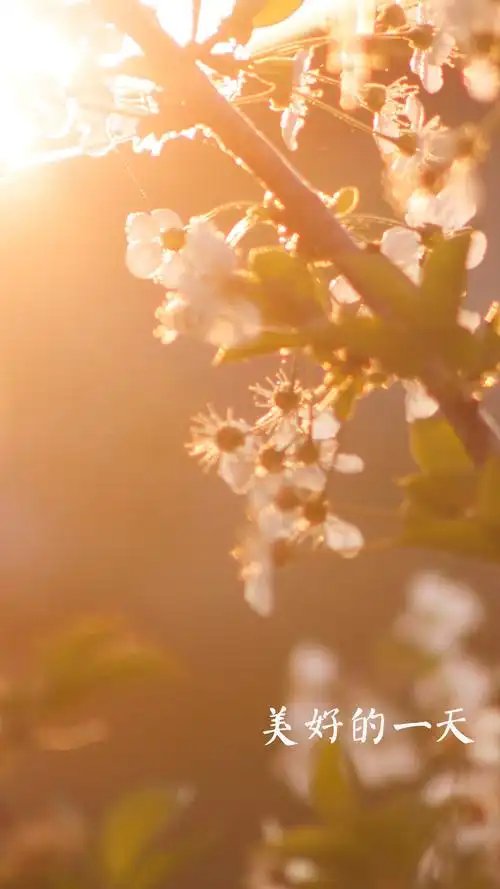 美好的一天阳光明媚