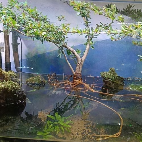 原生态水杨梅水培水生植物老桩水陆缸室内绿植鱼缸造景绿植物四季