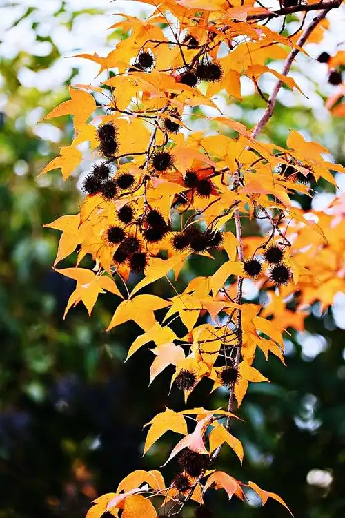 小区门前,三两株三角枫,枫叶红了,醉了秋又醉了冬