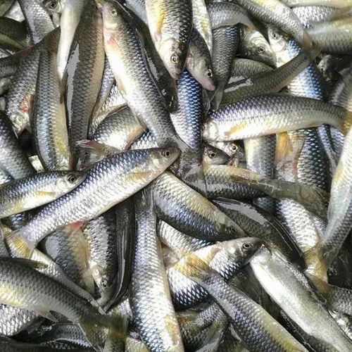 微山湖麦穗鱼原生态小罗汉鱼淡水鱼小杂鱼小白条 麦穗鱼3斤【淡水鱼】