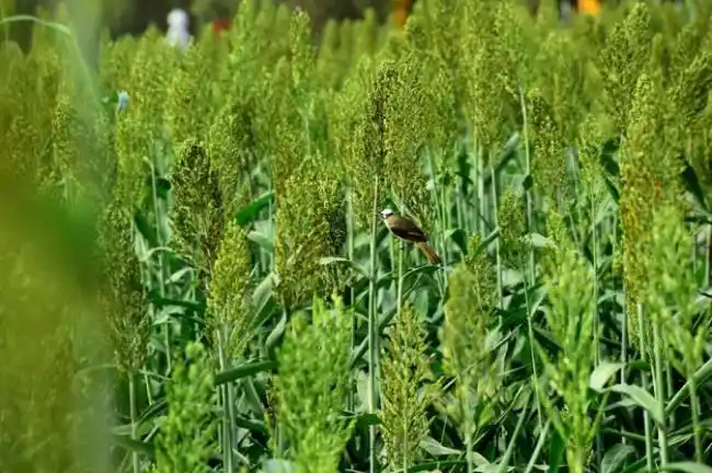 四川邛崃万亩青纱帐亮相中国酒村