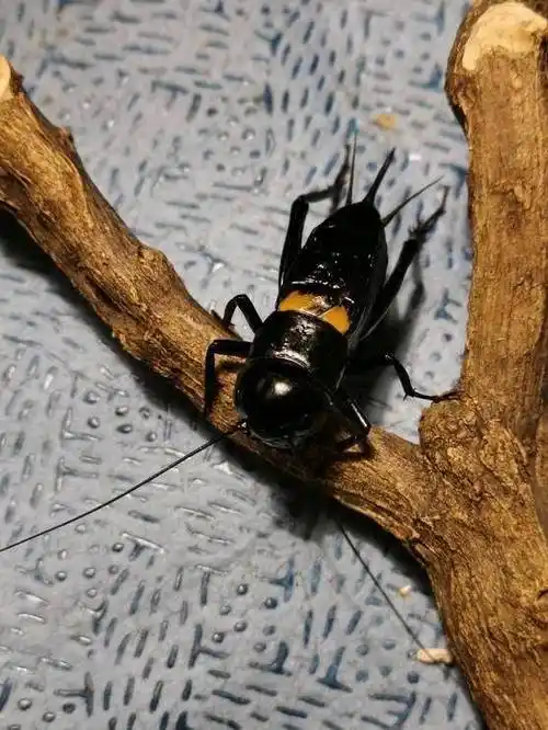 老佟讲鸣虫-斗蟋五虎将_蟋蟀_体长_品种