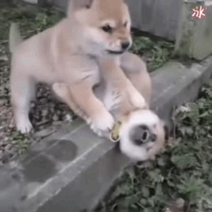 2月26日 12:38   关注  表情包 柴犬 评论 收藏