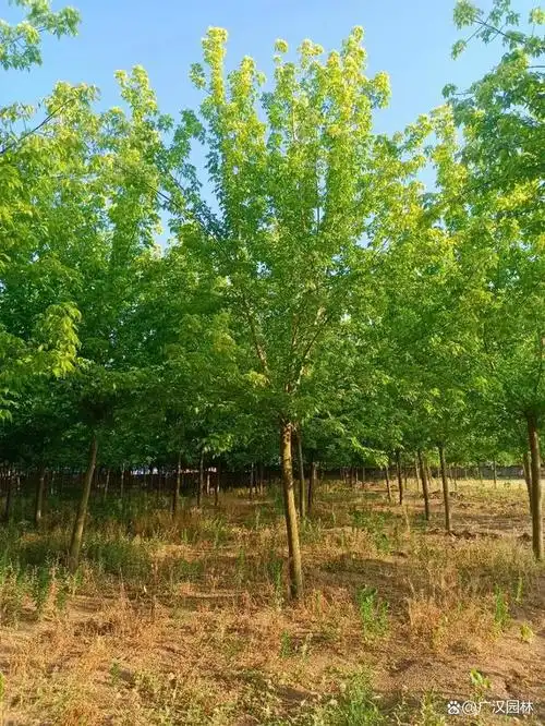 金叶复叶槭的特点