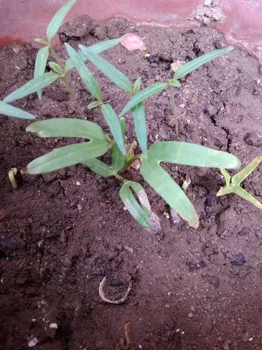 2013-08-04 植物求科普~~ 2 2014-05-01 求科普植物 1 从某宝买的种子