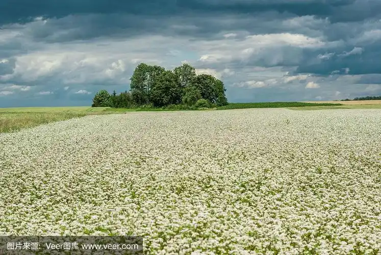 荞麦在田里开花.白色的花朵.乌云密布的天空
