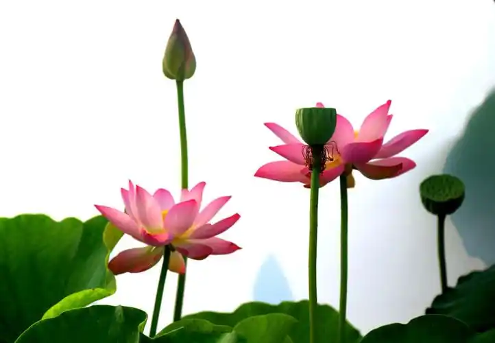 出淤泥而不染,濯清涟而不妖.接天莲叶无穷碧映日荷花别样红