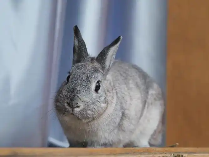 北京金吉拉色侏儒兔求领养