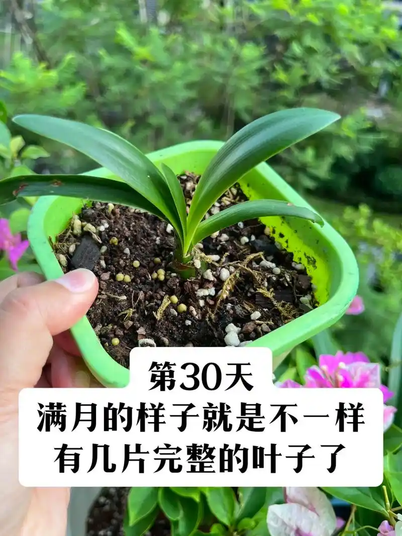 安吉拉无根小苗种植.#朱顶红 #朱顶红侧芽 #植物生长过程 - 抖音