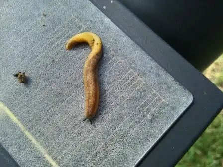 14级 2013-09-14 回答 这是旱蜗牛蛞蝓