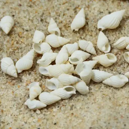 厂家直销海螺贝壳热卖小白螺工艺品原材料批发鱼缸造景diy材料