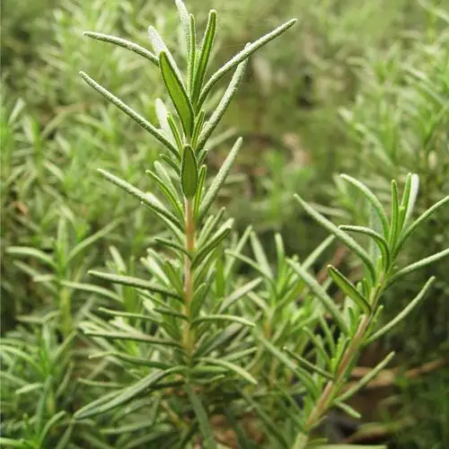 迷迭香苗木