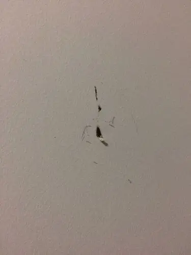 这种到底是什么生物留下的粪便?老鼠?小强?