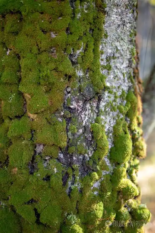 白桦树的苔藓树干在森林区域的树干上的苔藓秋天的季节