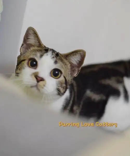 美短棕虎斑加白弟弟找家