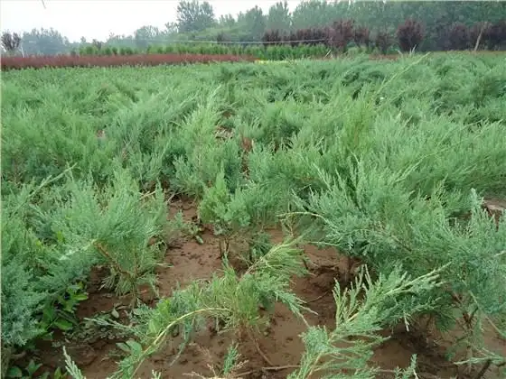 地柏树苗什么地方多?