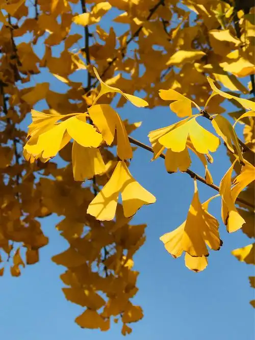 秋天银杏诗句_银杏树下的浪漫诗句_银杏公树嫁接母树枝